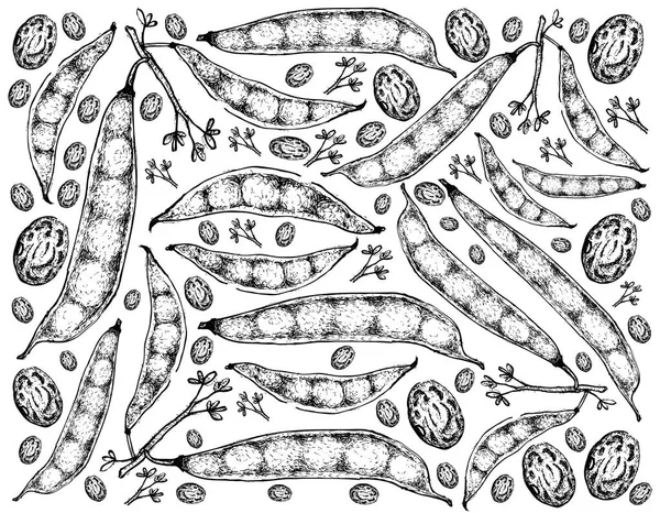 El Tepary fasulye bakla arka planını çekilmiş