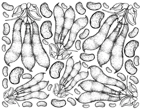 Mano dibujada de vainas de frijol de terciopelo Fondo — Archivo Imágenes Vectoriales