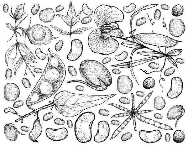 Dessiné à la main de légumes podded sur un fond blanc — Image vectorielle