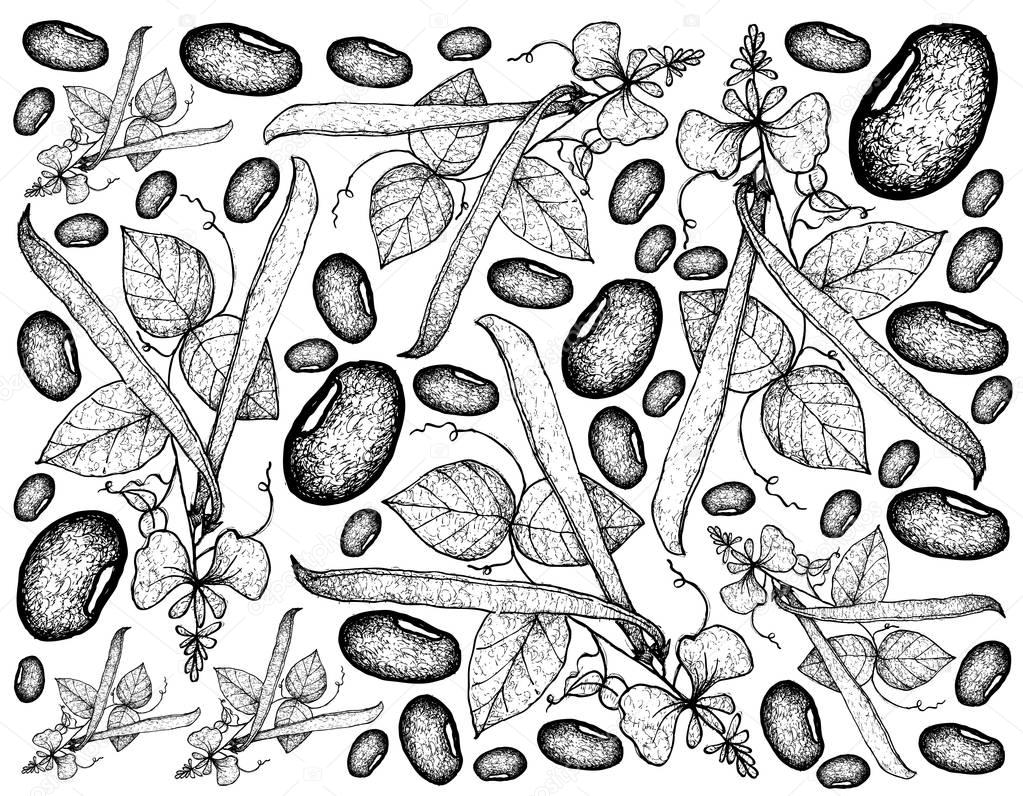 Hand Drawn of Runner Bean Plants Background