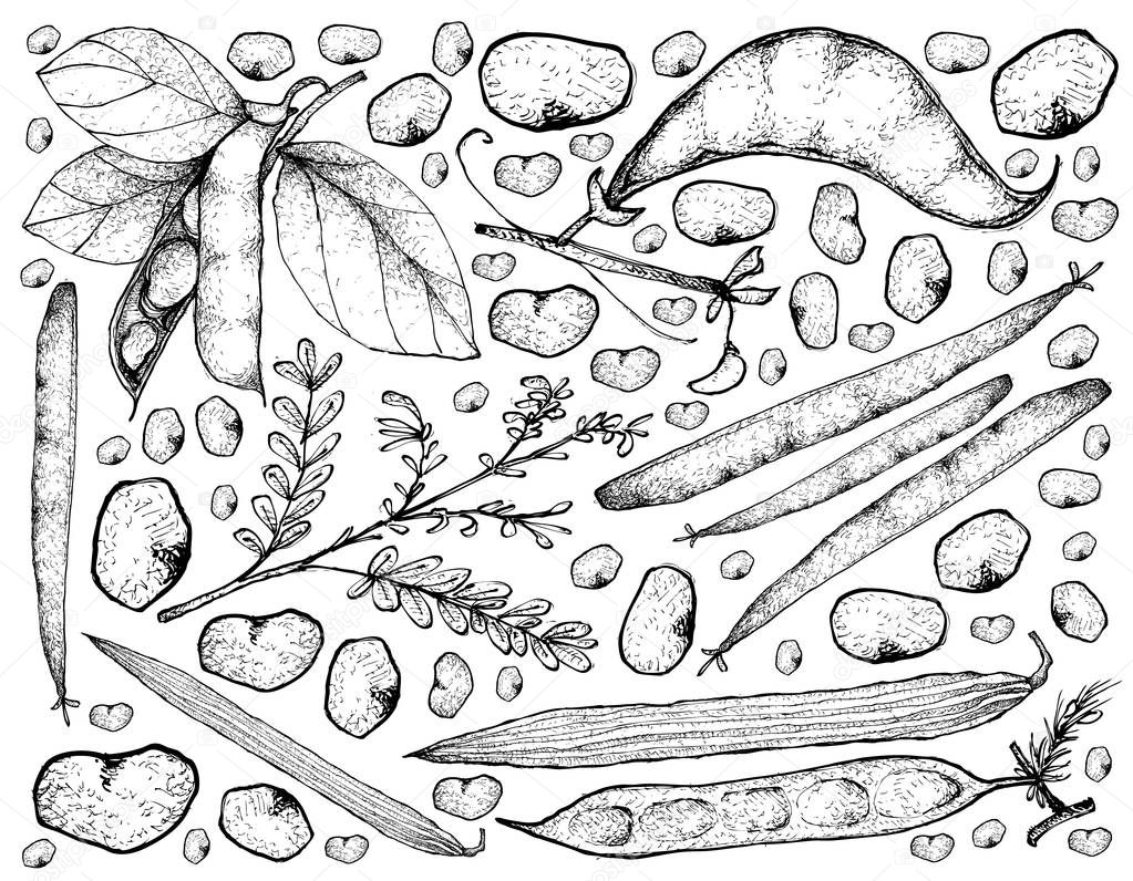Hand Drawn of Podded Vegetables on A White Background