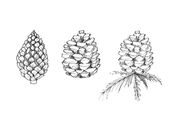Rangée dessinée à la main de cône de pin sur blanc — Image vectorielle