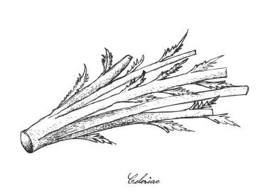 Elle taze kereviz beyaz arka plan üzerinde çizilmiş