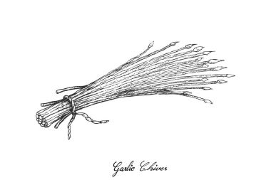 Elle sarımsak Chives beyaz arka plan üzerinde çizilmiş