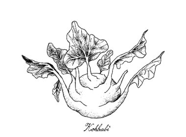 Elle taze sarımsak beyaz arka plan üzerinde çizilmiş