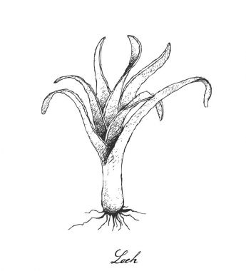 Elle taze Kurrat beyaz bir arka plan üzerinde çizilmiş