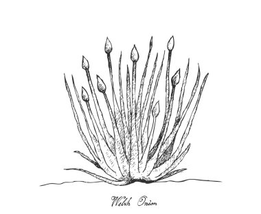 Elle Galli soğan beyaz arka plan üzerinde çizilmiş