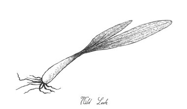 Elle yabani pırasa beyaz arka plan üzerinde çizilmiş