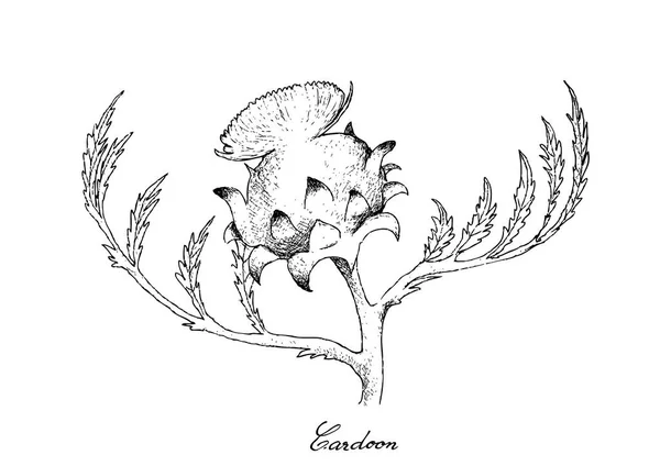 Hand Drawn of Fresh Cardoon Flower on White Background — Stock Vector