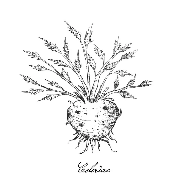 Disegnato a mano di radice di sedano rapa fresca con foglie — Vettoriale Stock