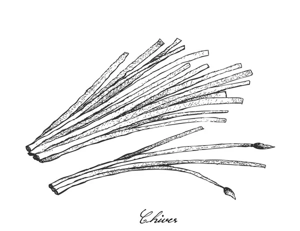 Dessiné à la main de ciboulette fraîche sur fond blanc — Image vectorielle