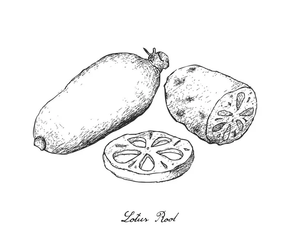 Dibujado a mano de raíz de loto sobre fondo blanco — Vector de stock