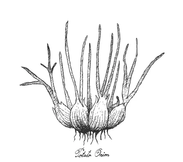 Hand gezeichnet von frischen Kartoffelzwiebeln auf weißem Hintergrund — Stockvektor
