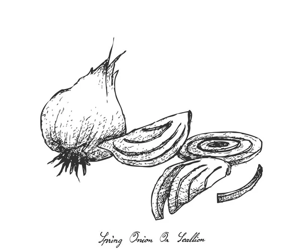 Mão desenhada de cebola de primavera no fundo branco — Vetor de Stock
