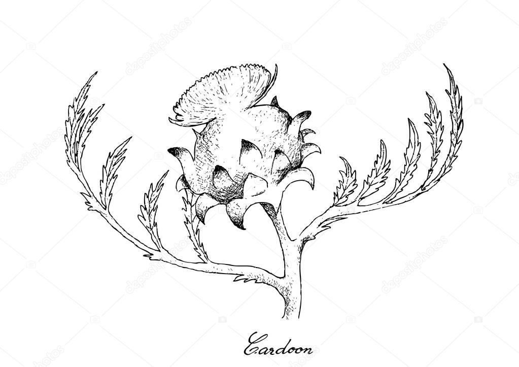 Hand Drawn of Fresh Cardoon Flower on White Background