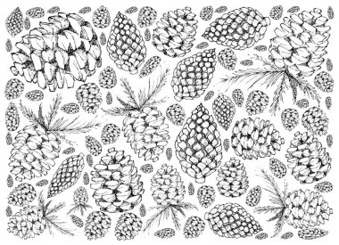 Beyaz arka plan üzerinde çizilmiş çam kozalakları el 