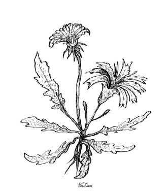 El Catsear beyaz zemin üzerine çekilmiş