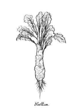 El Celtuce beyaz zemin üzerine çekilmiş