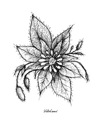 Elle Chickweed beyaz arka plan üzerinde çizilmiş