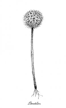 Elle karahindiba beyaz arka plan üzerinde çizilmiş