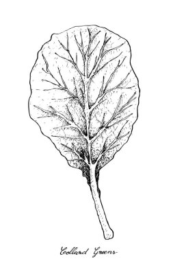 Elle Collard yeşil beyaz arka plan üzerinde çizilmiş