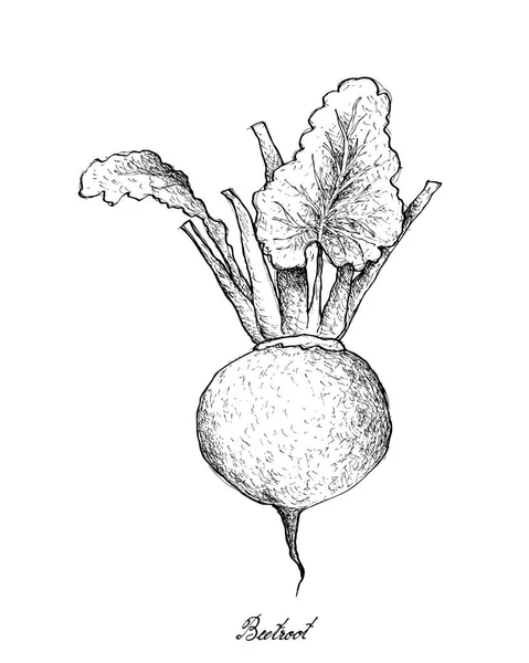 Dibujado a mano de remolacha sobre fondo blanco — Vector de stock