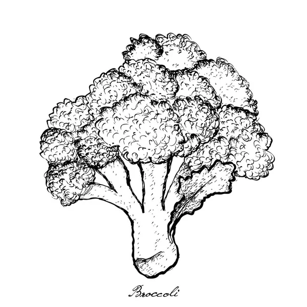Gambar Tangan Brokoli di Latar Belakang Putih - Stok Vektor