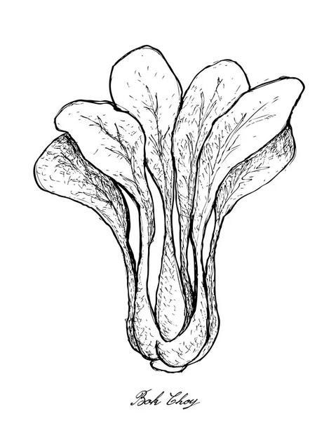 Mão desenhada de Bok Choy em fundo branco — Vetor de Stock