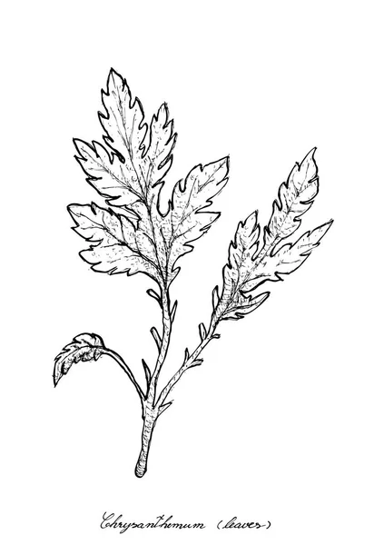Handritad av krysantemum blad på vit bakgrund — Stock vektor