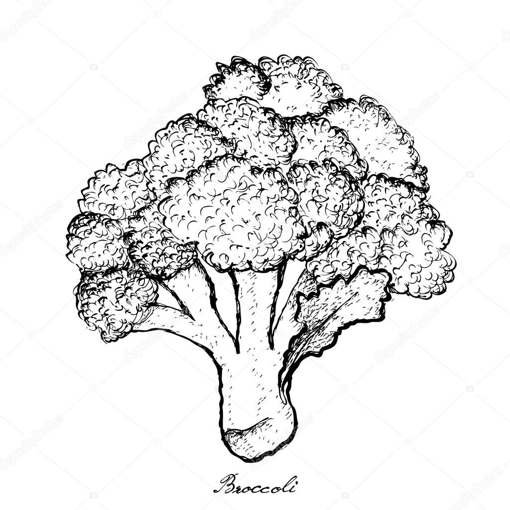 Hand Drawn of Broccoli on White Background