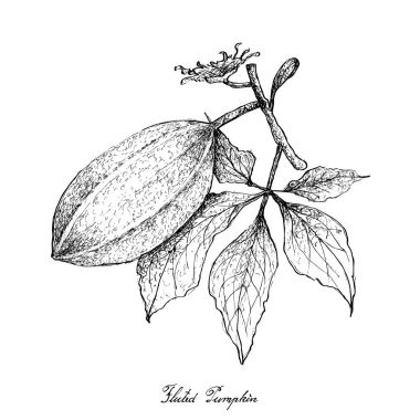 Elle yivli balkabağı beyaz arka plan üzerinde çizilmiş