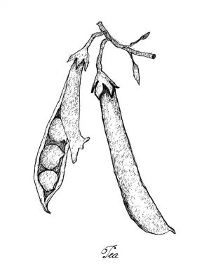 El beyaz zemin üzerine yeşil bezelye çekilmiş