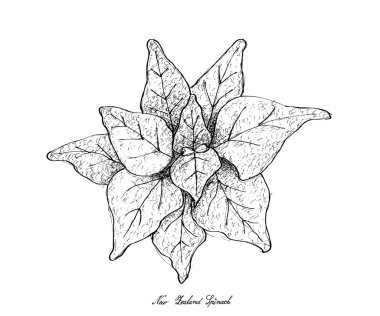 Elle Yeni Zelanda ıspanak beyaz arka plan üzerinde çizilmiş