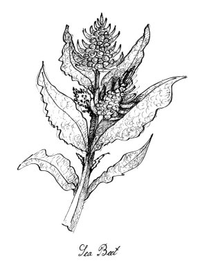 Elle deniz pancar beyaz arka plan üzerinde çizilmiş