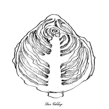 Elle ekşi lahana beyaz arka plan üzerinde çizilmiş