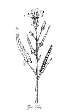 Elle Yao Choy beyaz arka plan üzerinde çizilmiş