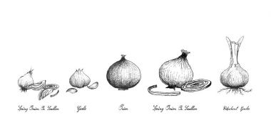 Elle taze ampul sebzelerin beyaz arka plan üzerinde çizilmiş
