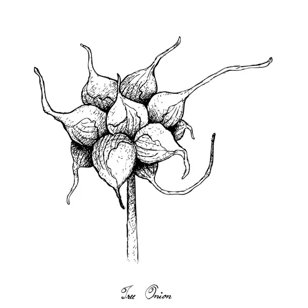Elle ağacı soğan beyaz arka plan üzerinde çizilmiş