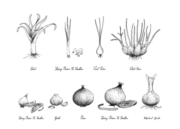 Mão desenhada de vegetais bulbo no fundo branco — Vetor de Stock