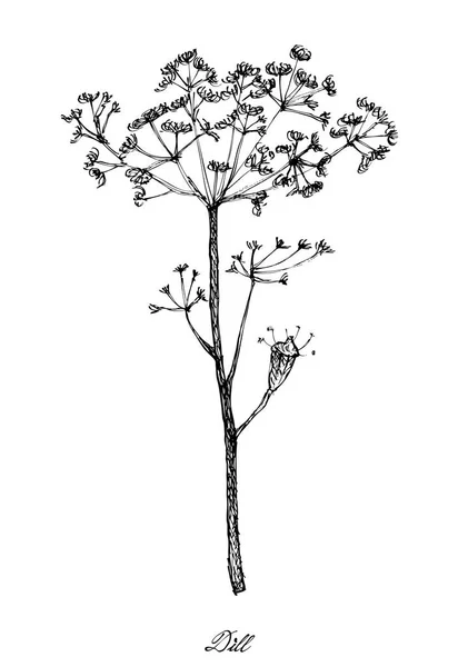 Ręcznie rysowane z rośliny kopru na białym tle — Wektor stockowy