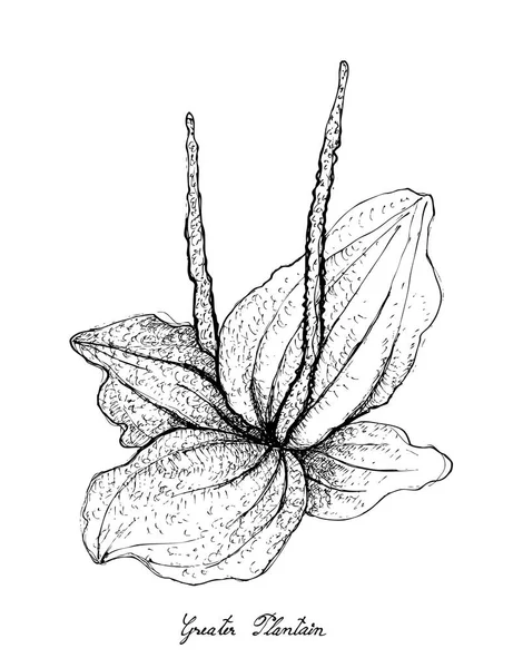 Elle büyük muz beyaz arka plan üzerinde çizilmiş