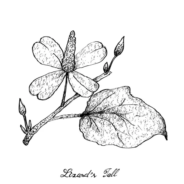 Hand gezeichnet von Eidechsenschwanzpflanze auf weißem Hintergrund — Stockvektor
