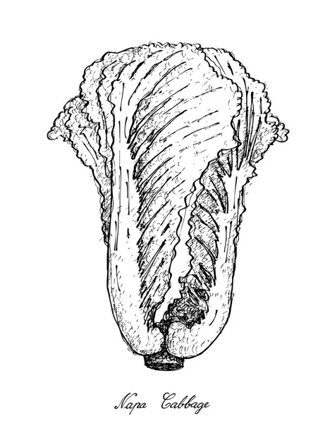 Ручной рисунок капусты Напа на белом фоне — стоковый вектор