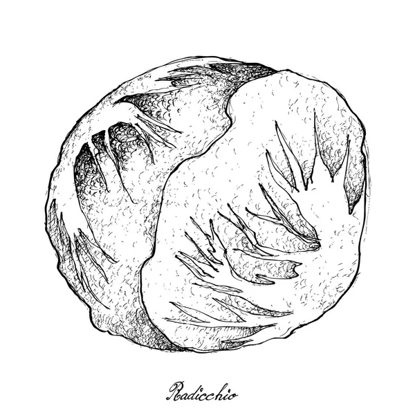 Dessiné à la main de Radicchio frais sur fond blanc — Image vectorielle