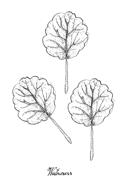 Mão desenhada de agrião no fundo branco — Vetor de Stock