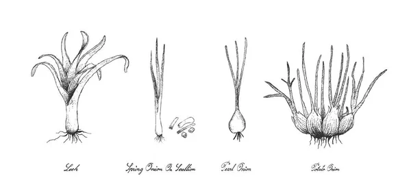 Mão desenhada de vegetais bulbo no fundo branco — Vetor de Stock