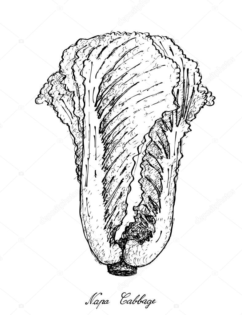 Hand Drawn of Napa Cabbage on White Background
