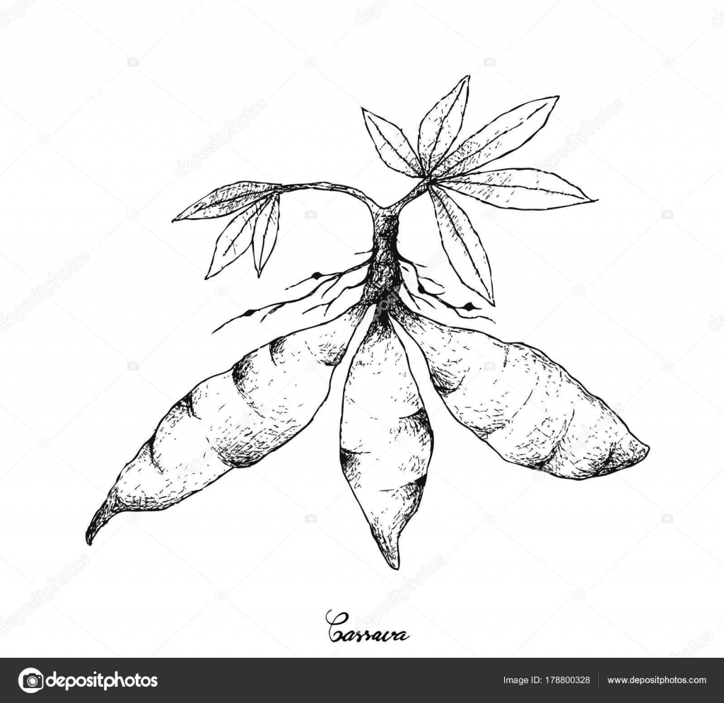 Vectores De Stock De Planta De Yuca Ilustraciones De Planta De Yuca Sin Royalties Depositphotos