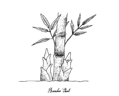 beyaz zemin üzerine taze bamboo shoot