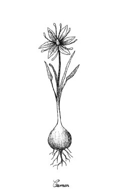 Elle Camas beyaz arka plan üzerinde çizilmiş